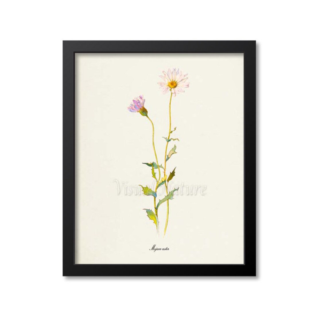 Mojave Aster, Xylorhiza Tortifolia Art Print