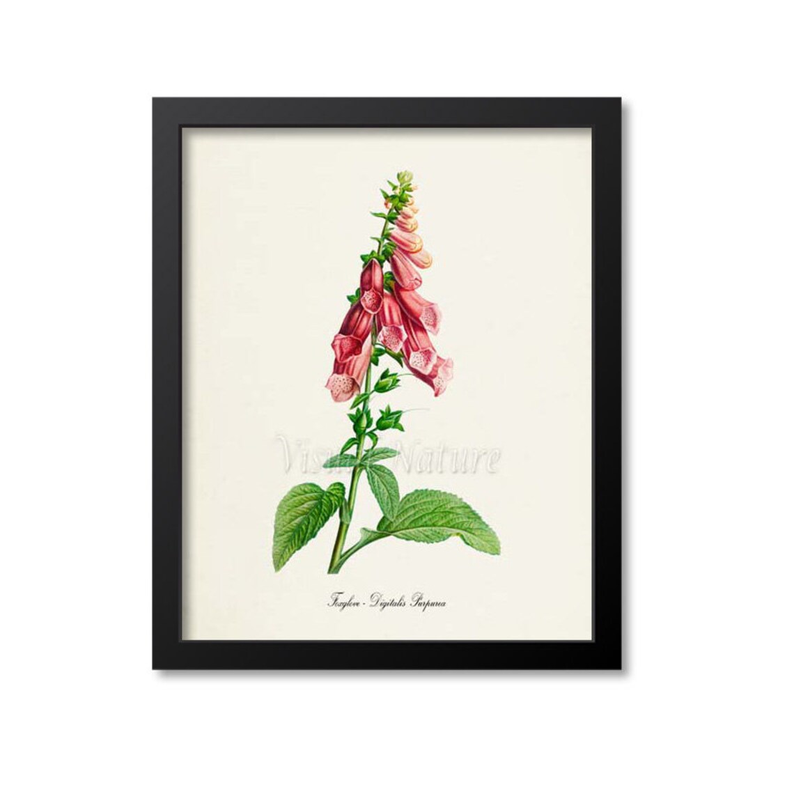 Foxglove Botanical Wall Art Print, Floral Study