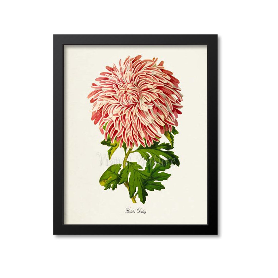 Pink Florists Daisy Chrysanthemum Bloom Vintage Botanical Poster