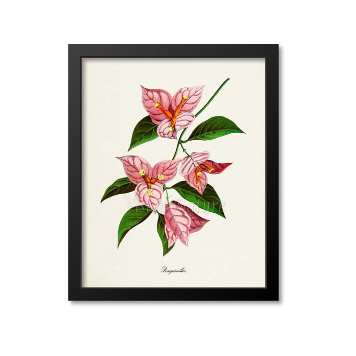 Bougainvillea Flower Botanical Wall Art Print