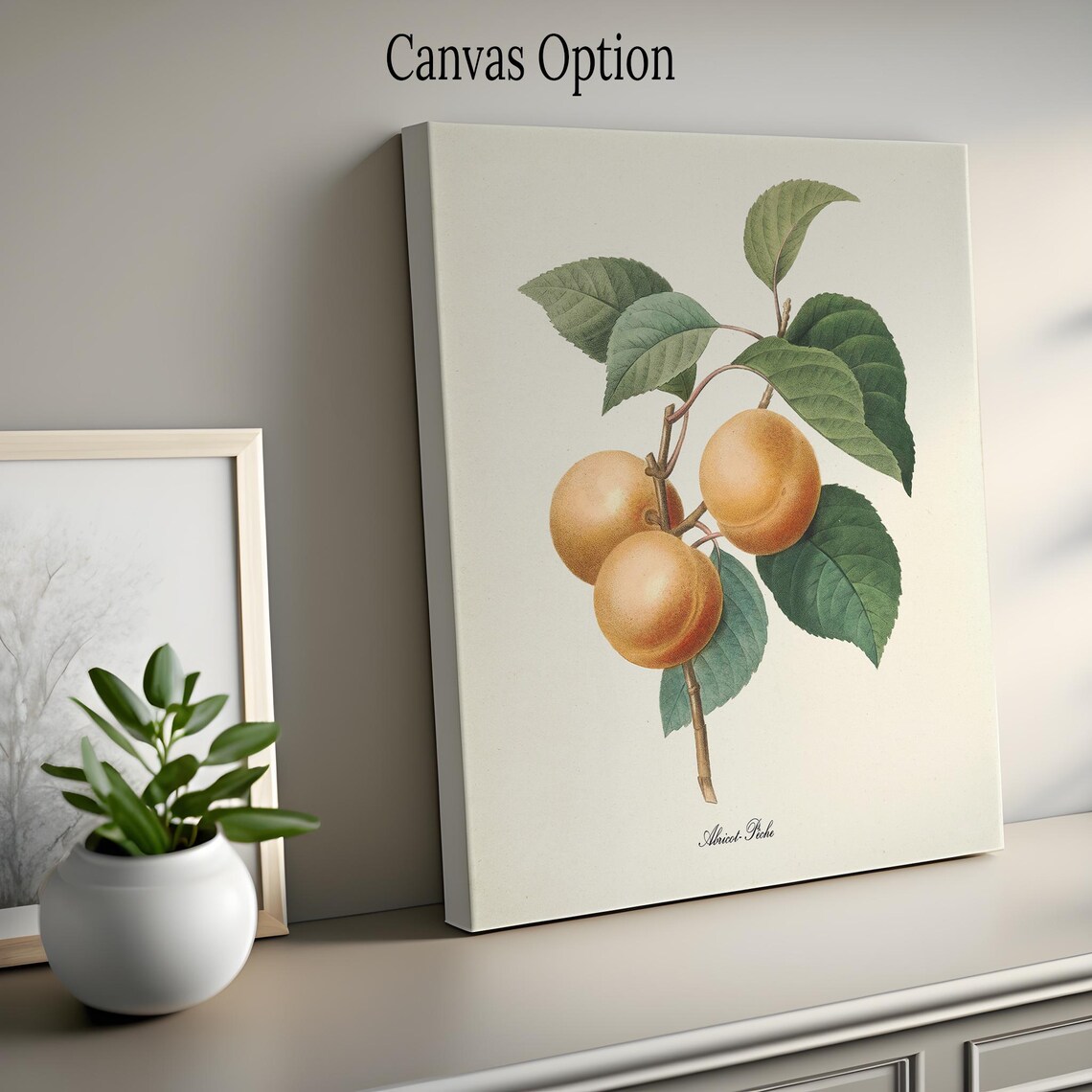 Apricot Botanical Art Print, Redoute-Inspired Fruit - Image 2