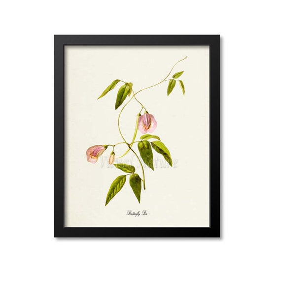 Butterfly Pea Flower Art Print Botanical Art Print Flower Wall Art Flower Print Floral Print Pink Flower