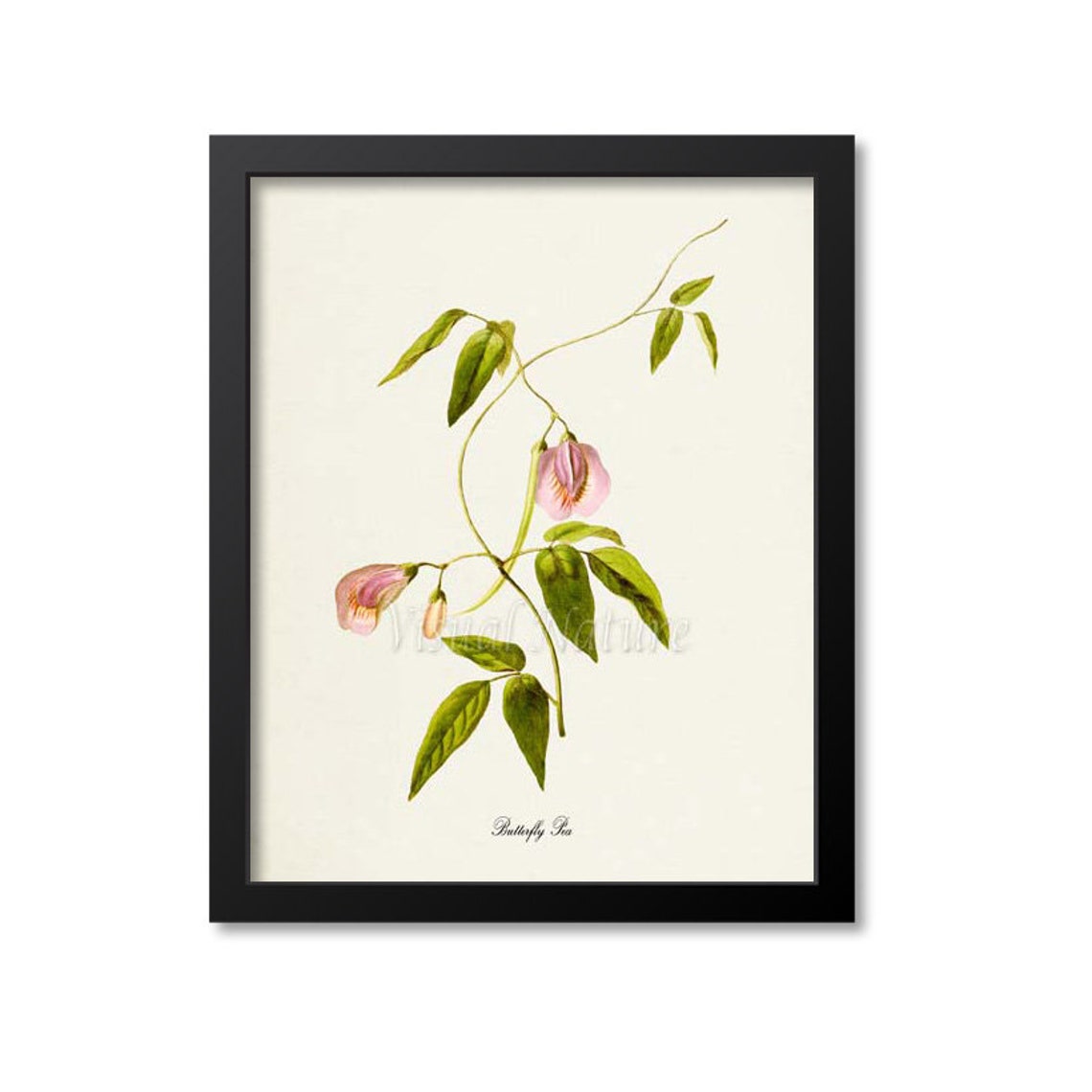 Butterfly Pea Flower Art Print Botanical Art Print Flower Wall Art Flower Print Floral Print Pink Flower