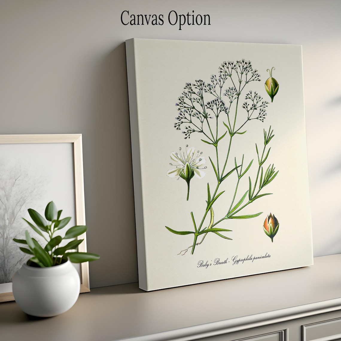 Baby's Breath Botanical Art Print, Gypsophila - Image 2