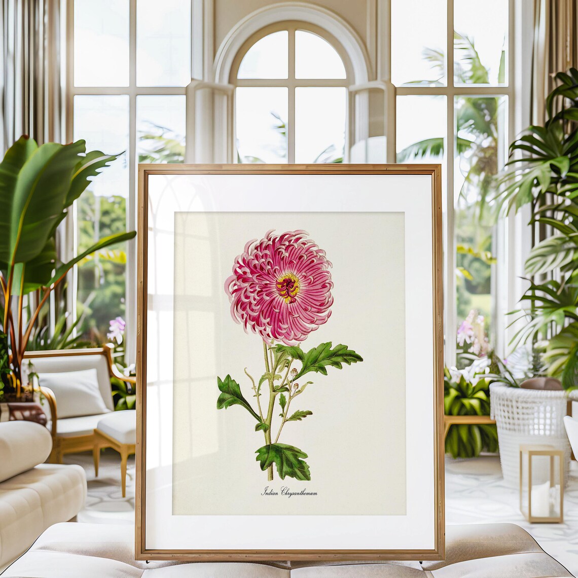 Indian Chrysanthemum Pink Flower Botanical Print Vintage Style - Image 3