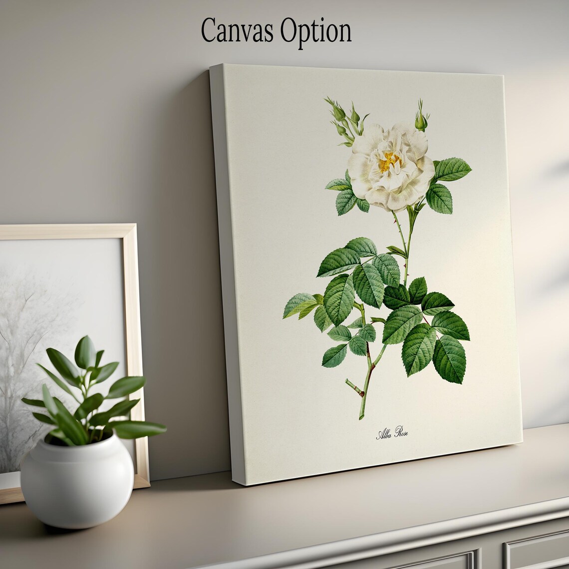 Alba Rose Botanical Art Print, White Rose of York - Image 2