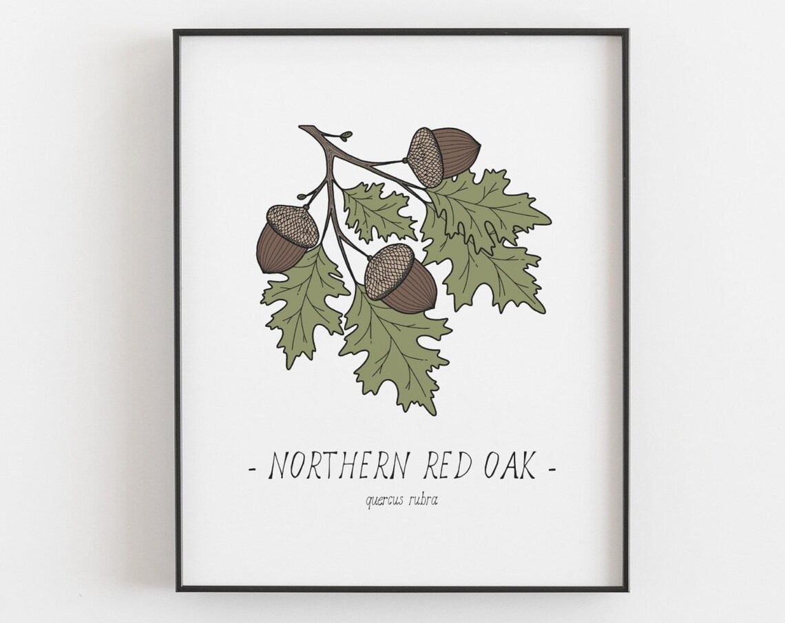 Oak Leaves and Acorn Botanical Art Print - Image 3