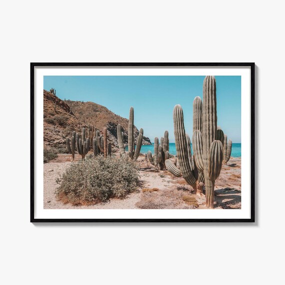 Giant Cardon Cactus Desert Coastline Turquoise Sea View Poster