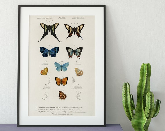 Colorful Butterflies Vintage Collection Poster