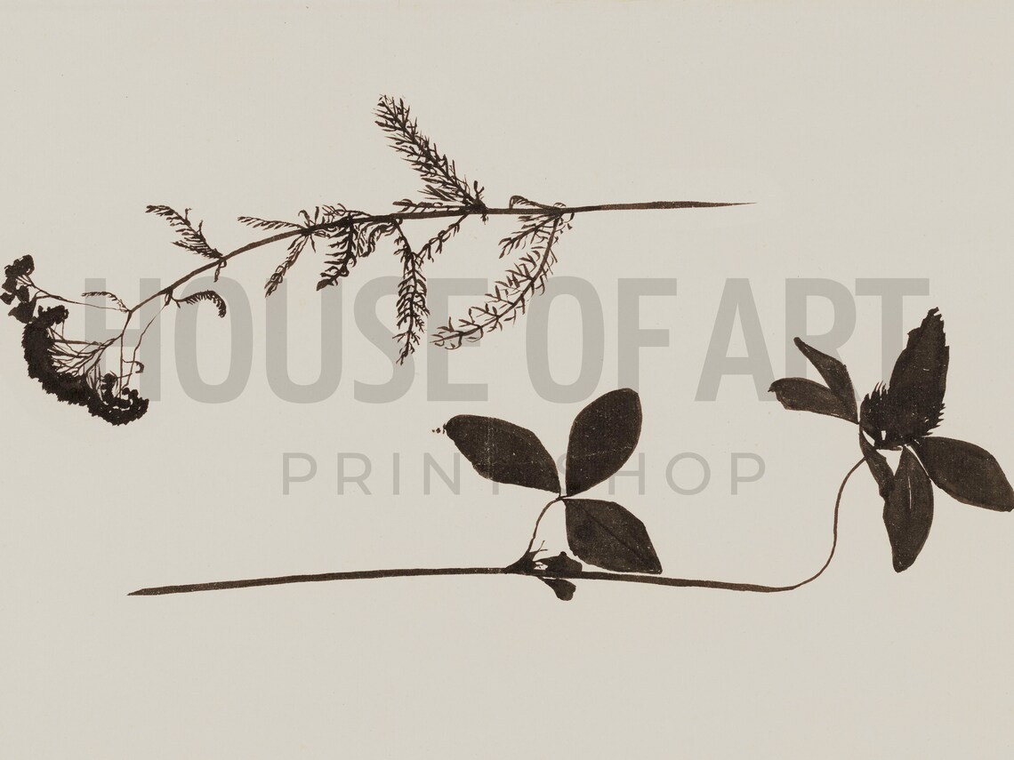 Vintage Two Flowers Botanical Art Print, Ink - Image 2