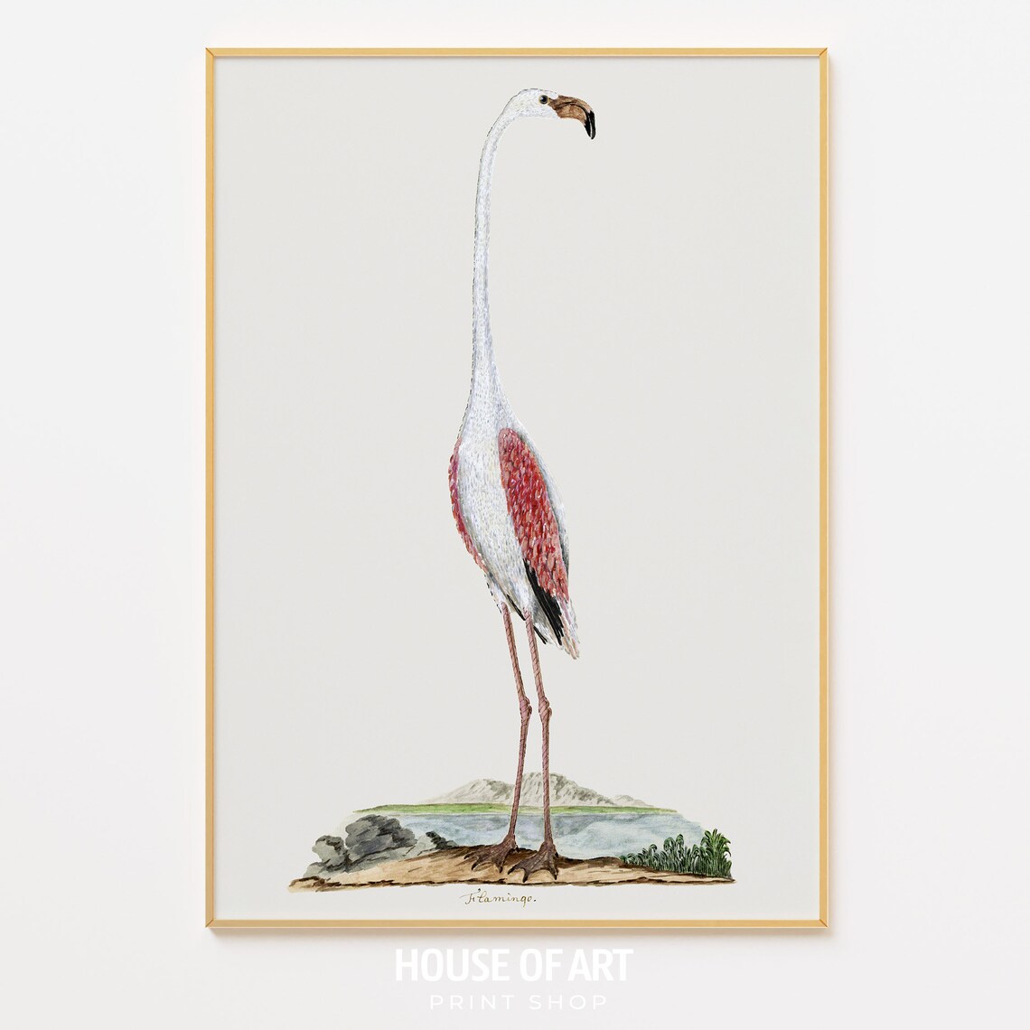 Greater Flamingo Antique Natural History Bird Illustration Print - Image 2