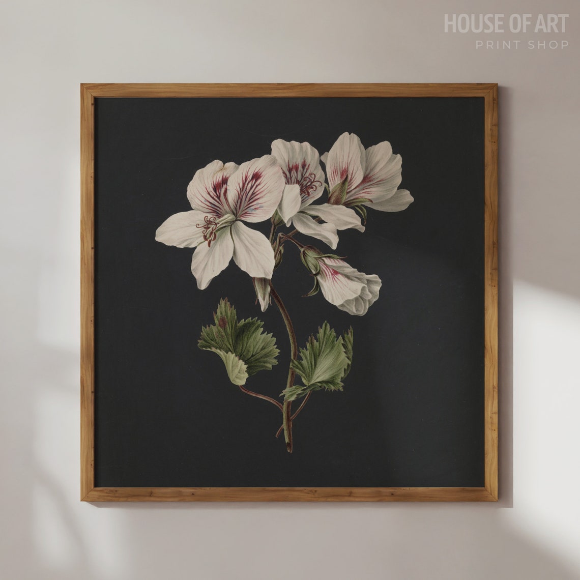 White Pelargonium Botanical Study Dark Background Floral Art Poster