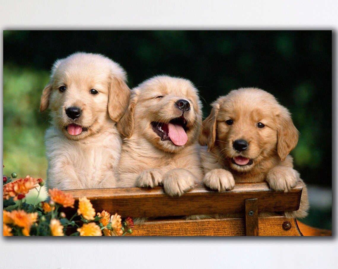 Three Golden Retriever Puppies Peeking Over Bench Cute Dog Photo Poster