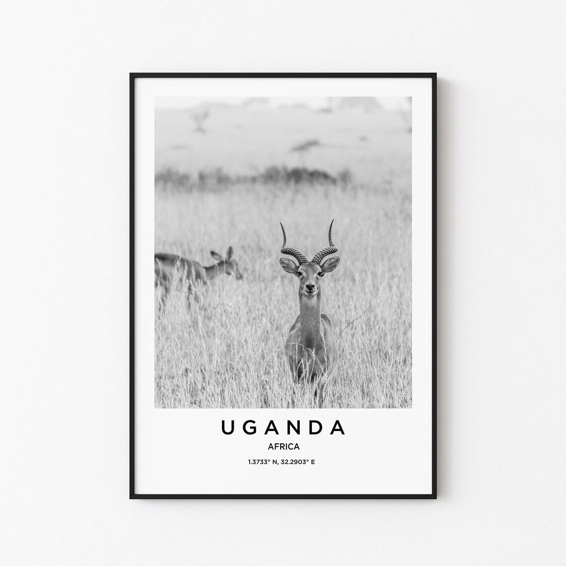Uganda Africa Wild Antelope in Tall Grass Black and White Poster