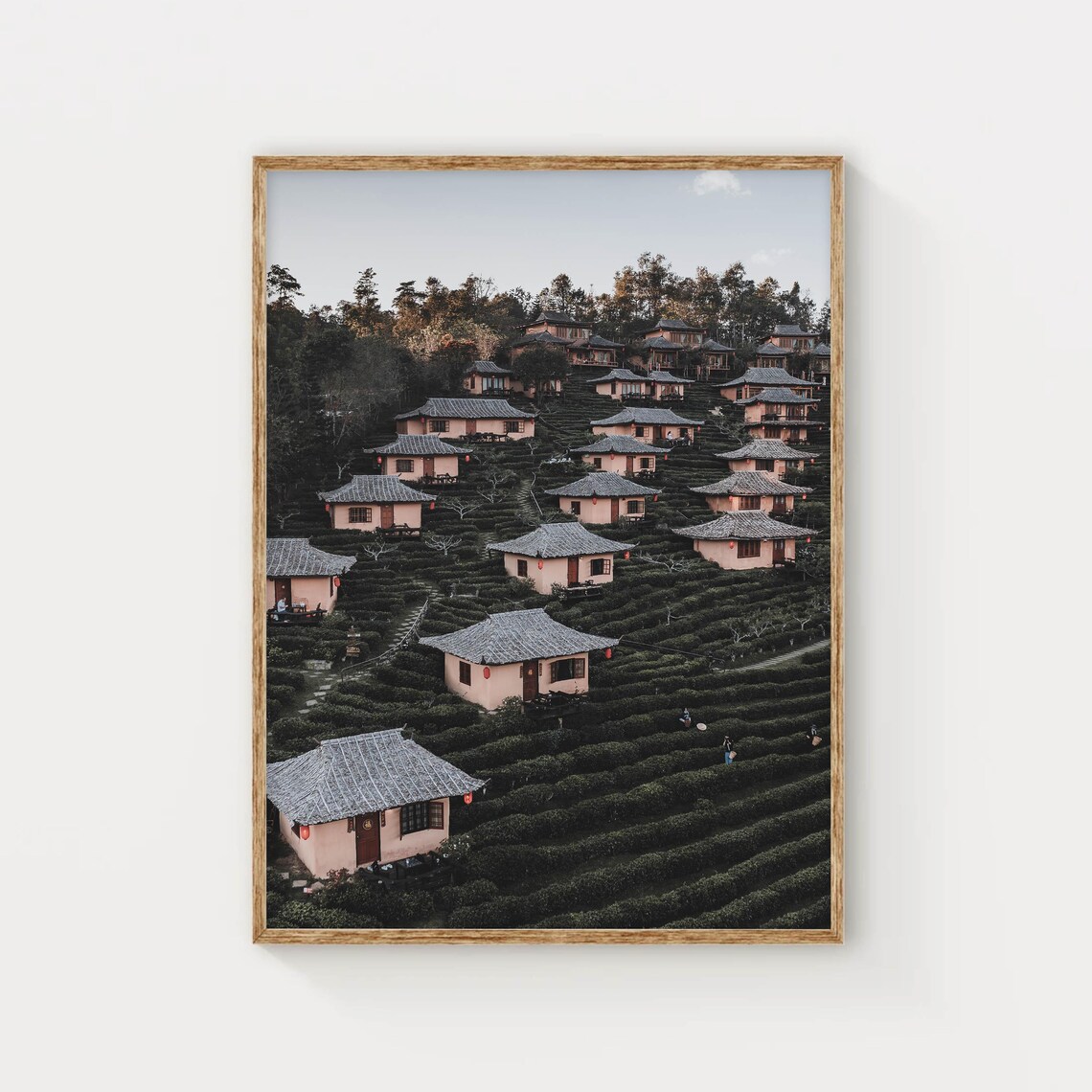 Ban Rak Thai Mae Hong Son Thailand Terraced Tea Village Poster