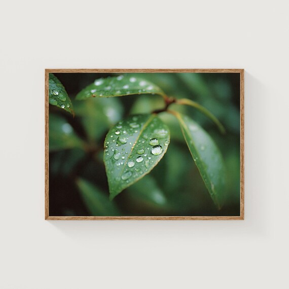 Raindrops On Green Leaves Macro Photo Botanical Serene Nature Poster