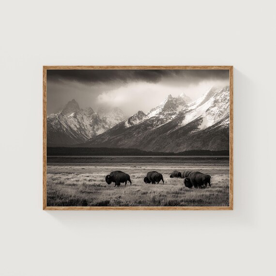 Grand Teton Bison Photography Art Print, Wyoming