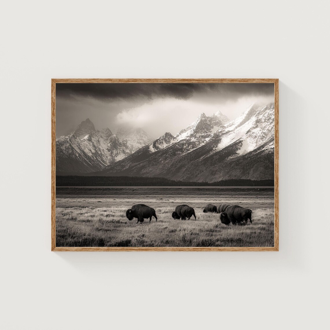 Grand Teton Bison Photography Art Print, Wyoming