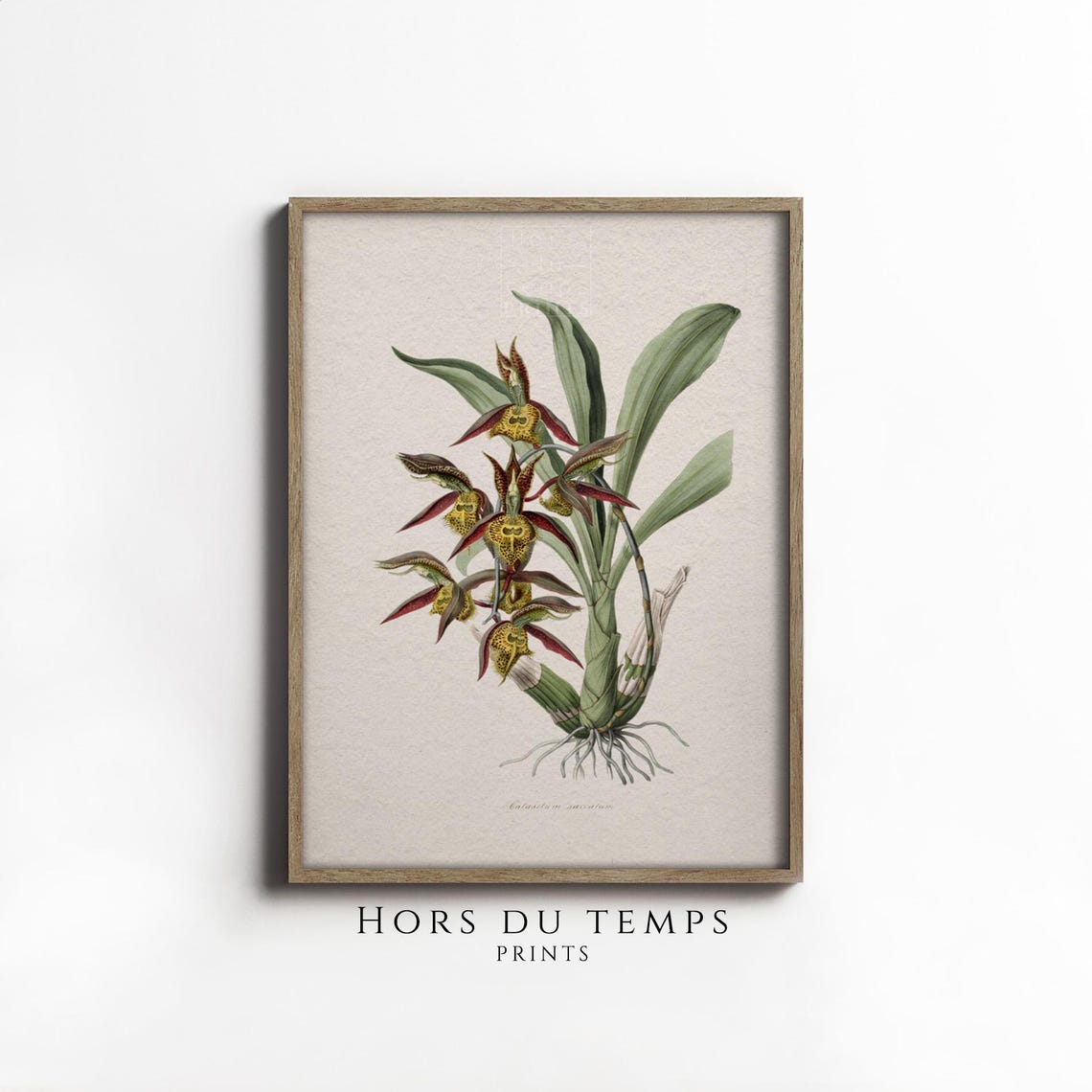 Exotic Red Yellow Orchid Botanical Illustration Vintage Floral Poster