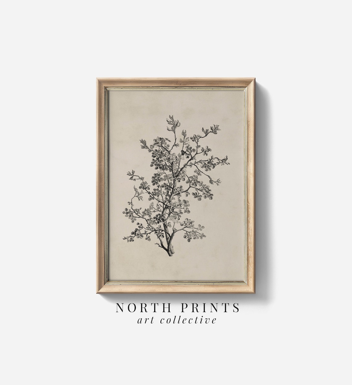 Antique Botanical Sketch, Vintage Neutral Farmhouse Print - Image 4