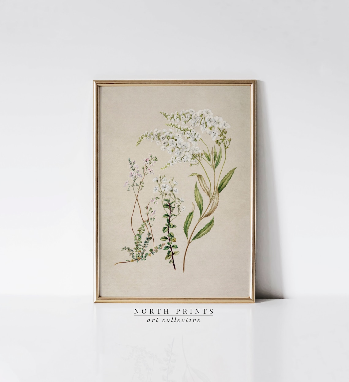 Antique White Wildflower Botanical Illustration Vintage Wall Art