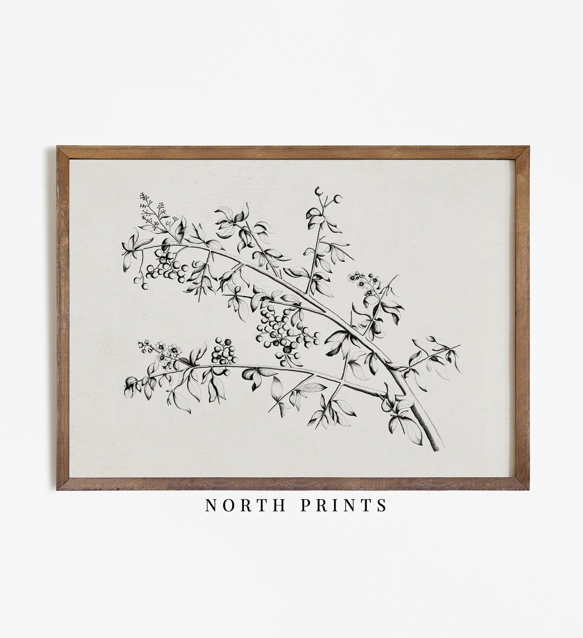 Minimalist Botanical Sketch, Vintage Flower Poster