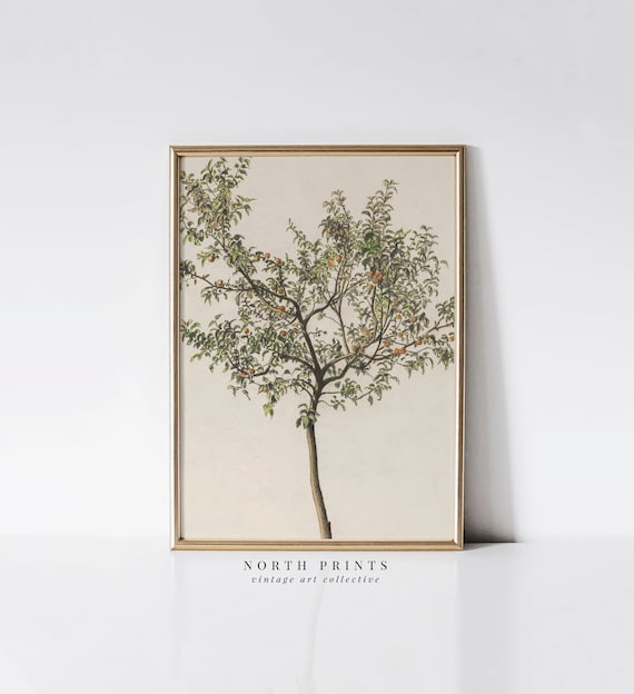 Spanish Kitchen Decor Vintage Orange Tree Art Print