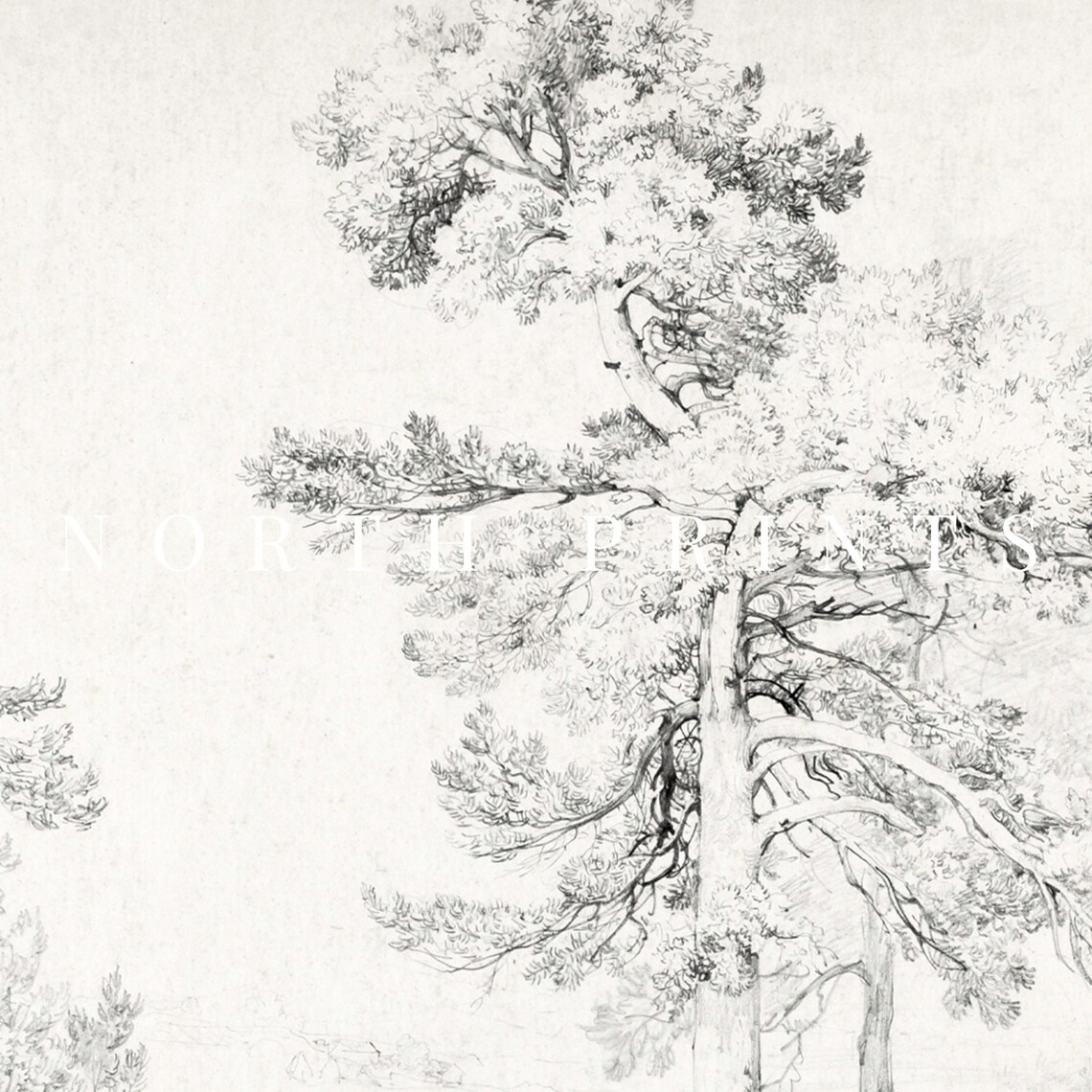 Antique Pine Tree Pencil Sketch Vintage Landscape Drawing Print - Image 2