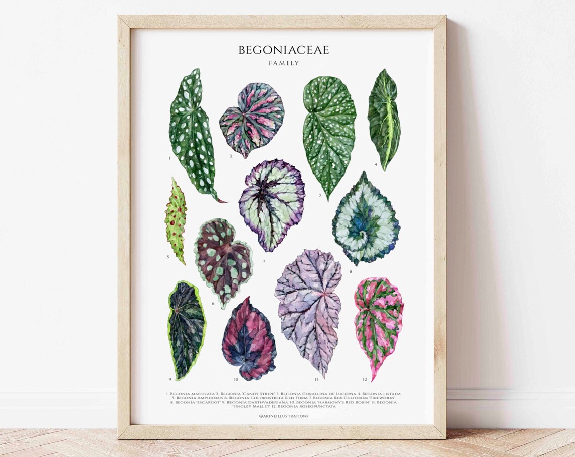 Begoniaceae Family Begonia Leaf Species Watercolor Chart Poster