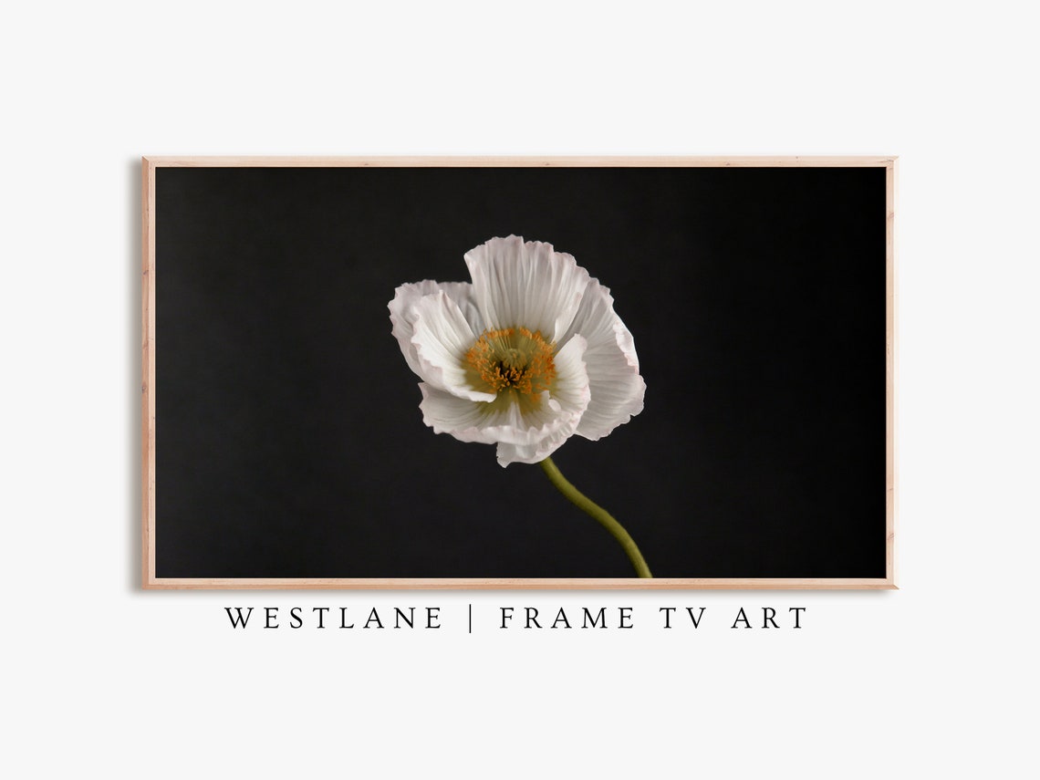 White Flower Close Up On Black Minimalist Botanical Wall Art - Image 2
