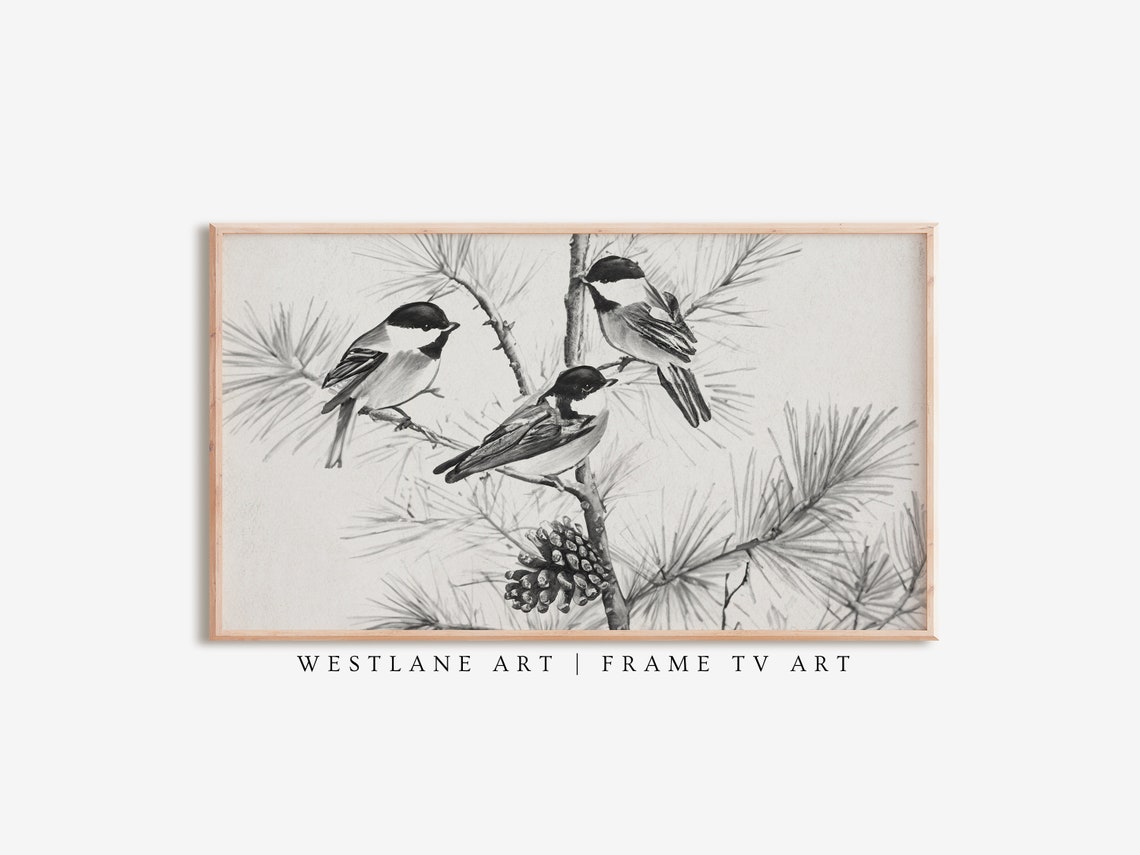 Three Chickadees Perched On Pine Branch Sketch Winter Bird Art Poster