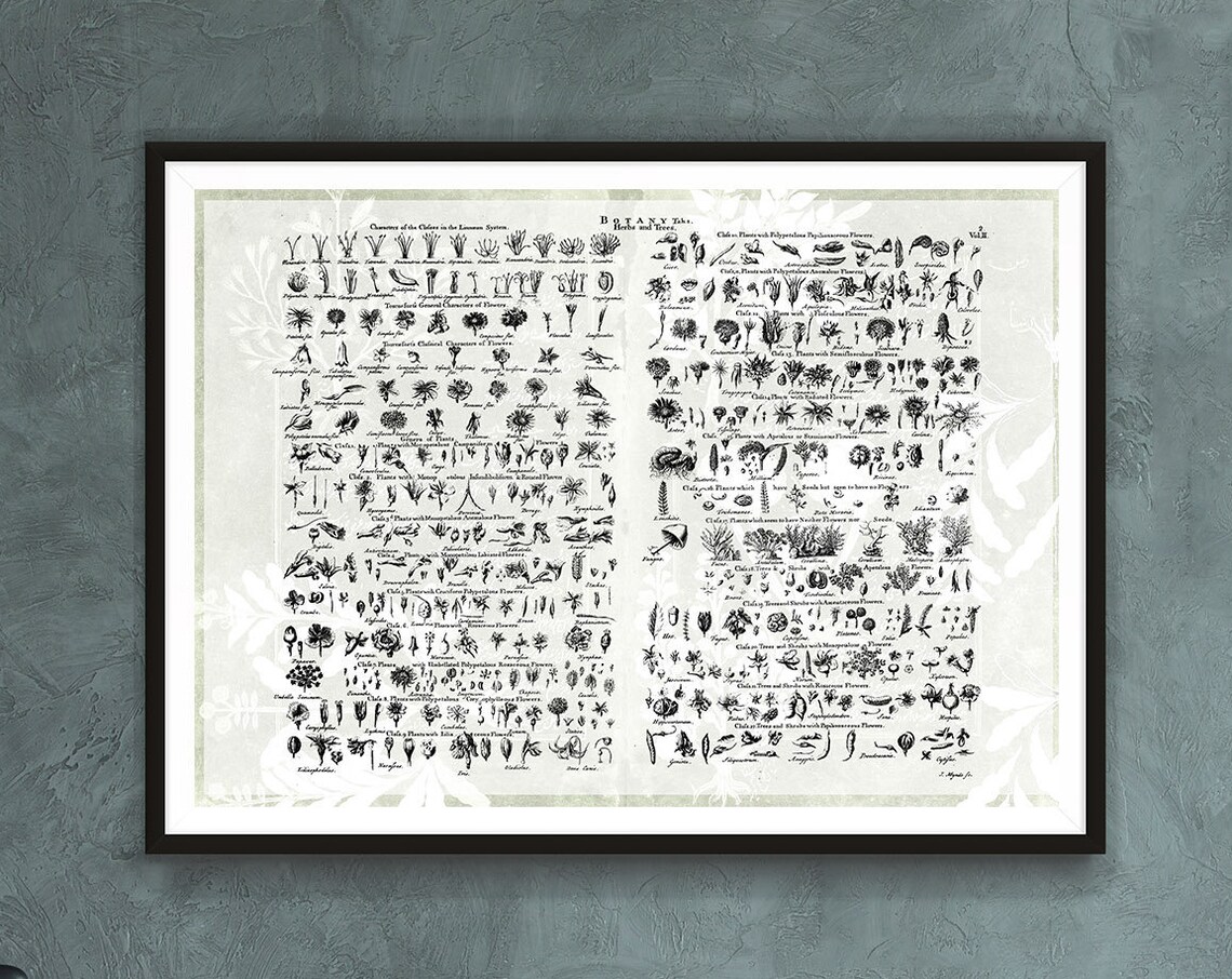 Botany Chart Art Print, Vintage Botanical Diagram