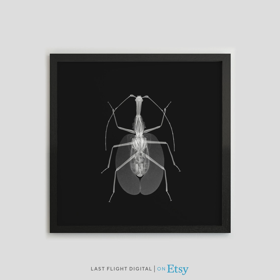 Leaf Insect X Ray Art Black Background Macro Entomology Poster