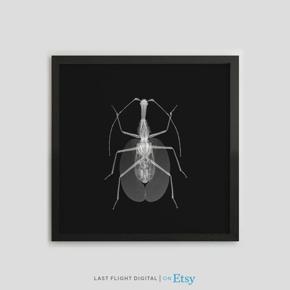 Insect X Ray Print Leaf Insect Poster Leaf Bug Print Black White Photo Bug Xray Gothic Macabre Goth Art Bug Illustration