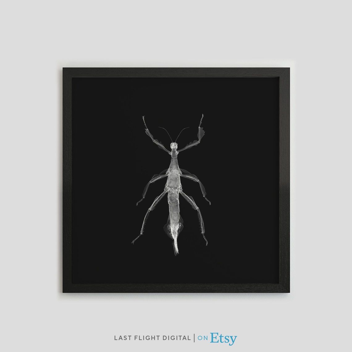 Stick Insect X Ray Art Black Background Entomology Macro Poster
