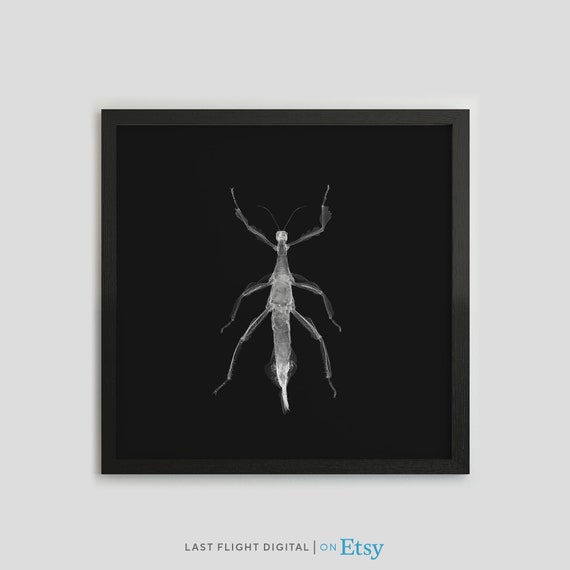 Insect X Ray Print Stick Insect Poster Stick Insect Print Black White Photo Bug Xray Gothic Macabre Goth Art Bug Illustration