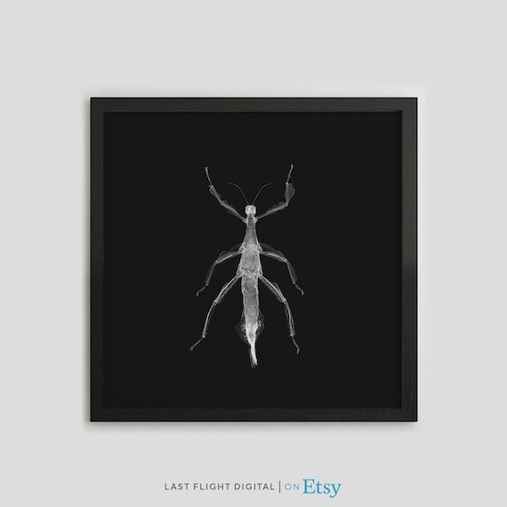 Stick Insect X Ray Art Black Background Entomology Macro Poster