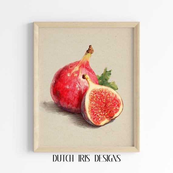 Kitchen Wall Art Red Fig Illustration Handdrawn Food Rustic Fruit Decor Colored Pencil Drawing Farmhouse Style 682