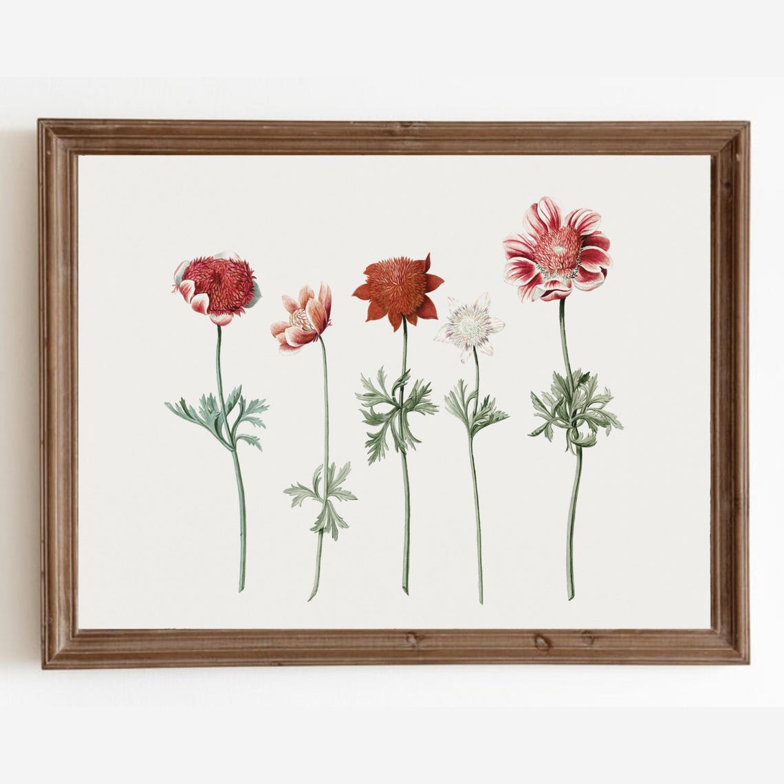 Vintage Red Anemone Botanical Illustration Antique Floral Art Poster