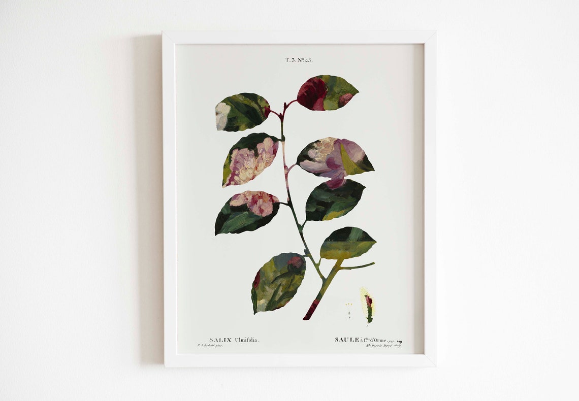 Salix Ulmifolia Vintage Botanical Willow Branch Illustration Poster