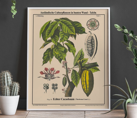 Cacao Tree Botanical Art Print, Chocolate Poster