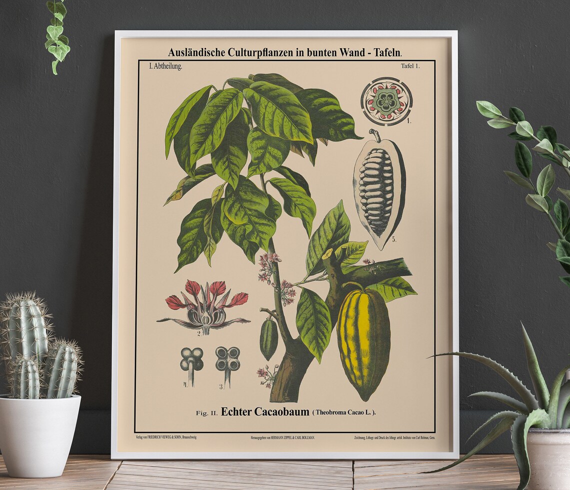 Cacao Tree Botanical Art Print, Chocolate Poster