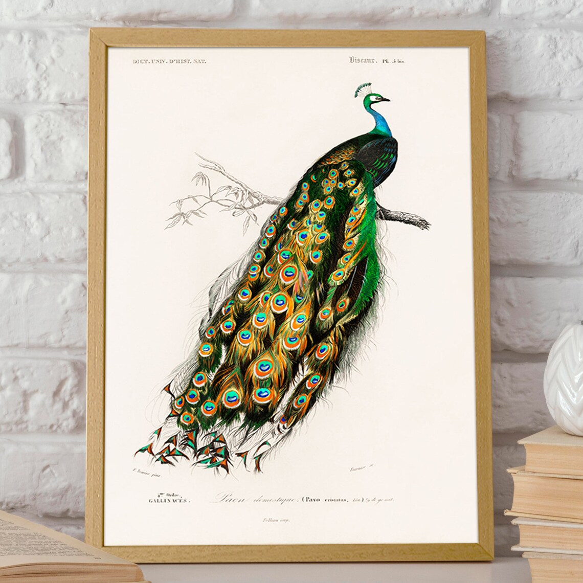 Vintage Peacock Illustration Poster Print, 1846 - Image 2