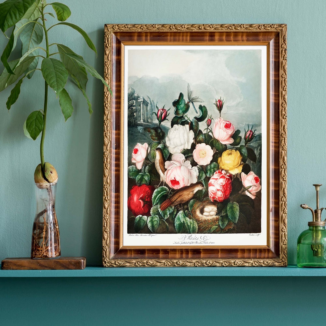 Robert John Thornton Roses From Temple Of Flora Botanical Poster - Image 2