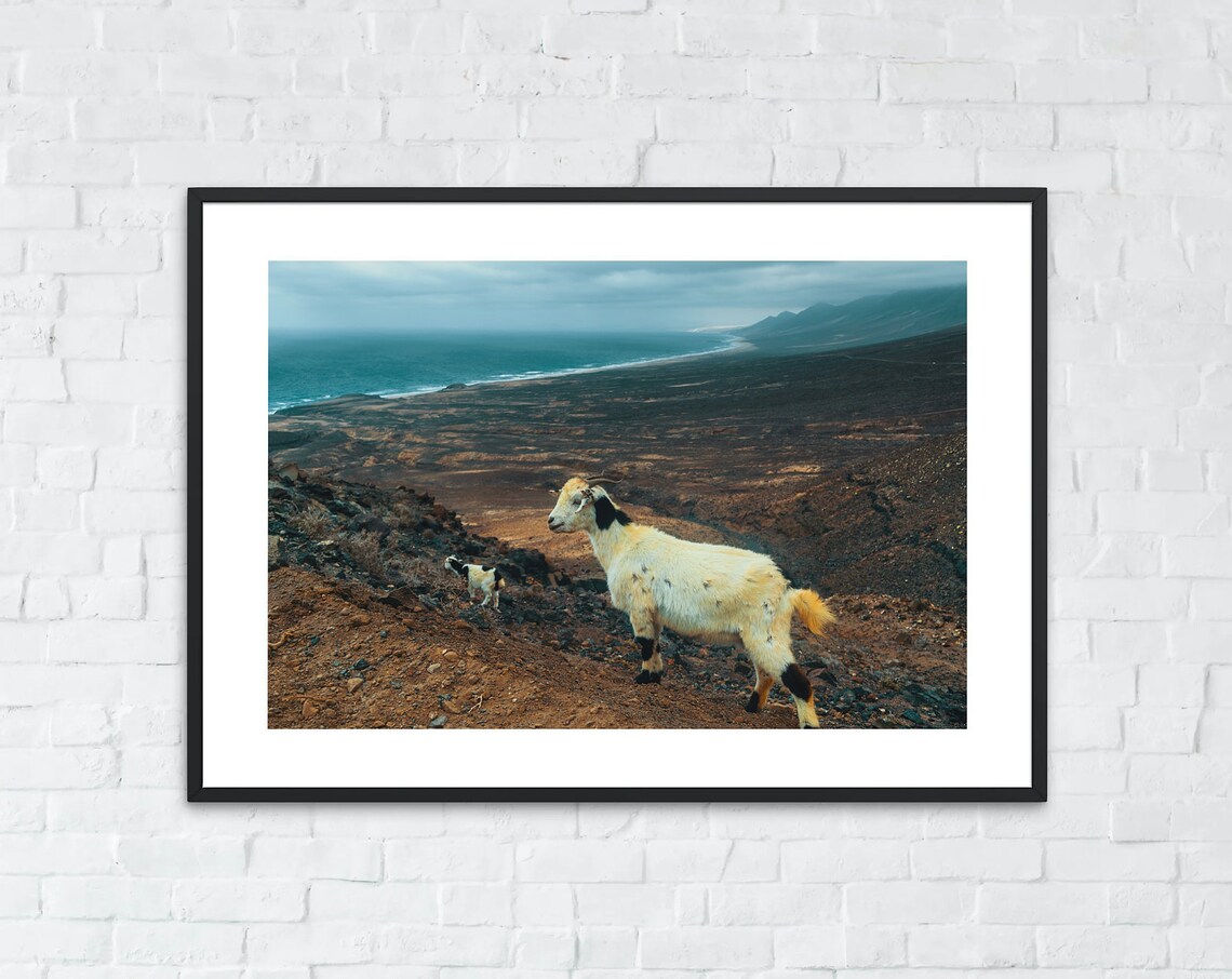 White Goat On Volcanic Hillside Above Ocean Wildlife Photo Print - Image 2