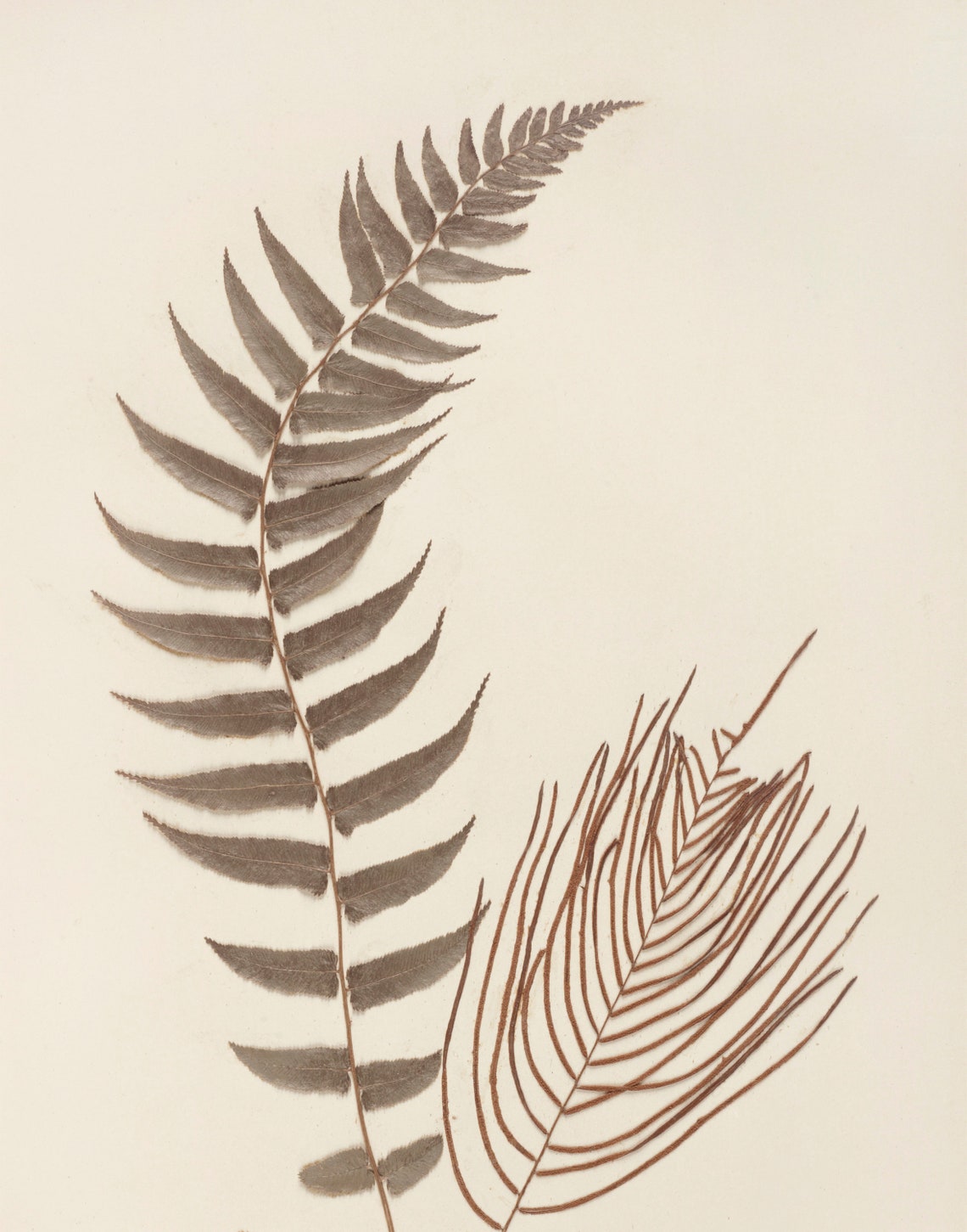 Fern Botanical Art Print, Vintage Neutral Decor - Image 3