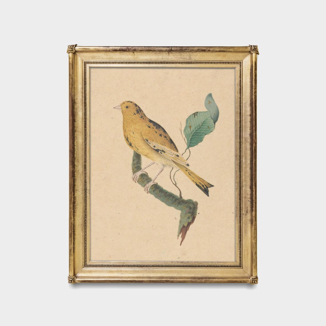 Yellow Bird on Branch Antique Watercolor Bird Illustration Poster - Image 5