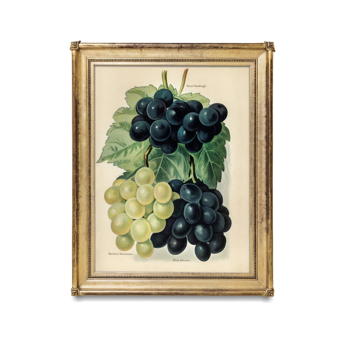 Black Hamburg and Sweetwater Grapes Antique Botanical Art Poster - Image 2