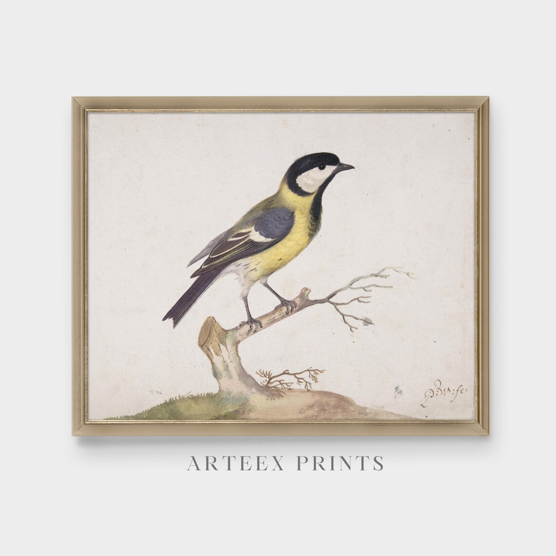 Great Tit Songbird on Bare Branch Vintage Bird Illustration Poster - Image 4
