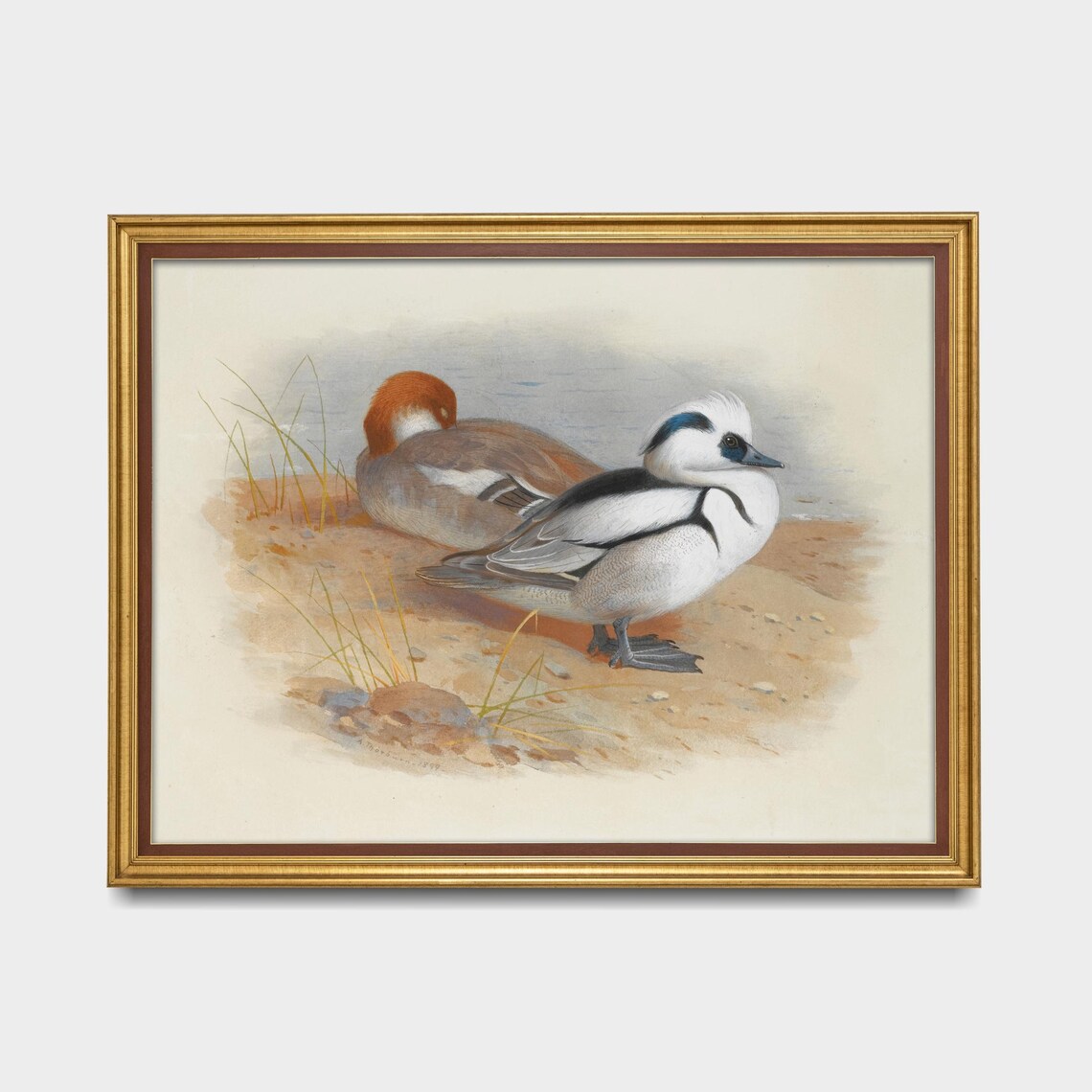 Male And Female Smew Ducks Resting On The Shore Vintage Poster - Image 5